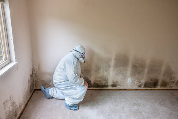 Professional Mold Removal in Murfreesboro, NC