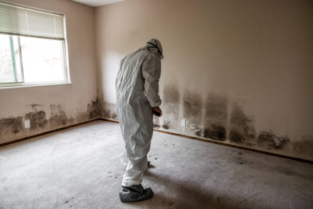 Best Attic Mold Removal  in Murfreesboro, NC